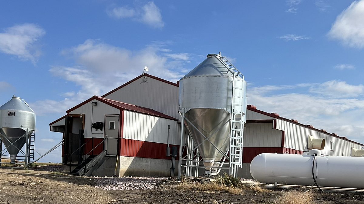 Hog Barn near Mount Vernon