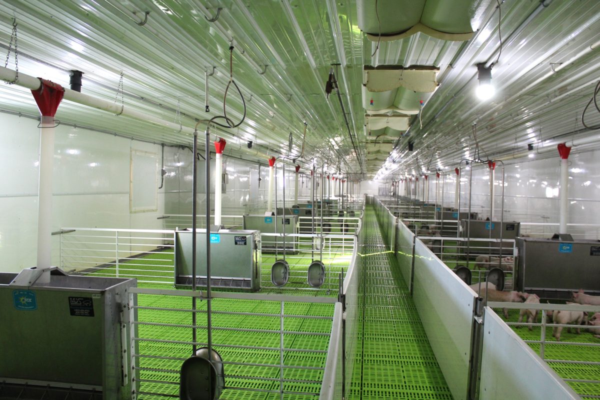 Hog Barn near Mount Vernon